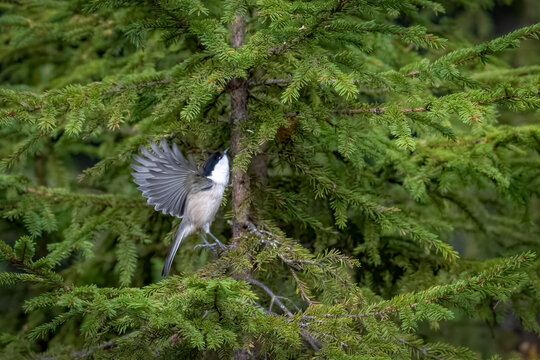 The willow tit in flight, Poecile montanus is a passerine bird in the tit family