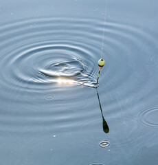 Circles on the water from a fish bite. Fishing