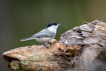 The willow tit, Poecile montanus is a passerine bird in the tit family, Finland