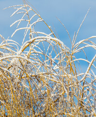 Fototapeta premium A bunch of branches covered in snow