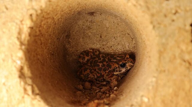 European green toad (Bufotes viridis) hiding inside a concrete block on farmland during daylight. Often mistaken for a frog This amphibian shows amazing adaptation, camouflage behavior in dry habitats