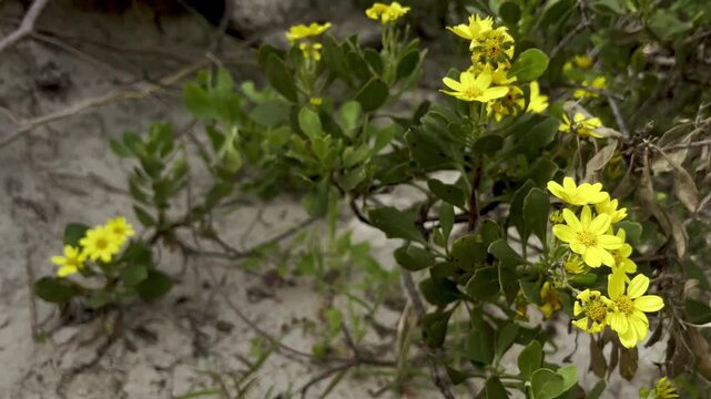 Beach groundsel yellow flowers