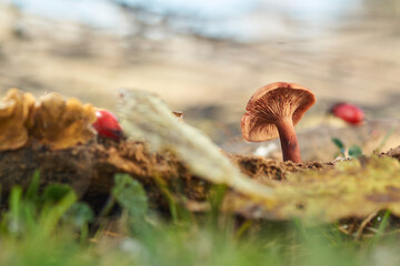 Detail of a mushroom in a forest with a blurred background surrounded by green weeds and grasses.