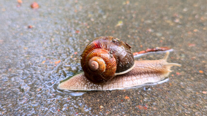 snail Close-up, A large snail crawled out onto the road during the rain. High quality photo
