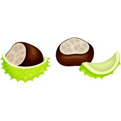 Two Brown Horse Chestnuts One Partially In Green Spiky Husk And One Separate Piece Of Green Spiky Husk Isolated On Transparent Background Detailed Illustration