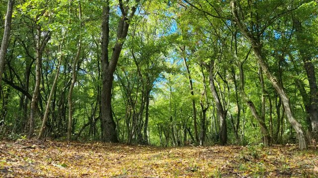 Sunlight shining through the green forest canopy in Varna, Bulgaria, perfect for nature backgrounds, relaxation videos, travel footage, documentaries and environmental projects.