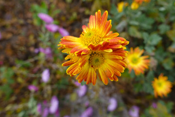 Late reddish yellow semidouble flowers of Chrysanthemums in December