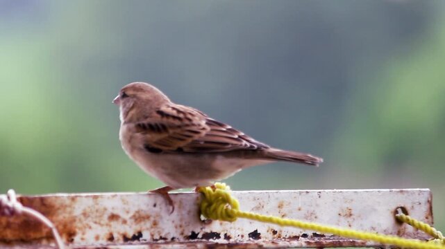 Close-up of a male House Sparrow ( Passer domesticus ), small wild bird sits chirping on thin rope or wire.