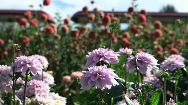 Soft pink dahlias blooming in a vibrant flower field on a sunny day. Gentle breeze and colorful garden scenery with lush green leaves.
