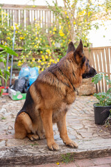 German shepherd in rustic patio with green plants