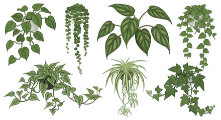 Vibrant collection of lush green hanging houseplants creating a fresh, natural, and modern botanical aesthetic for interior design inspiration