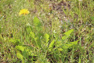 blooming wild plant (dandelion) in a garden in france  