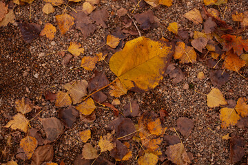 autumn leaves on the ground