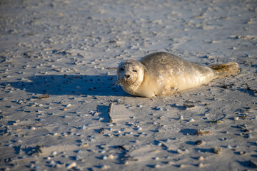 The harbor seal (Phoca vitulina), also known as the common seal, is a true seal. Portrait of a baby seal (“pup”) on the sandy beach of Norderney, which was left behind while its mother went fishing.