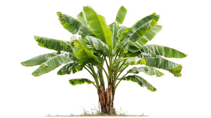 Isolated green banana plant leaf or branch on a white background for nature, botany, or growth concepts