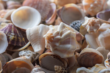 Coastal Mediterranean shells and natural stones