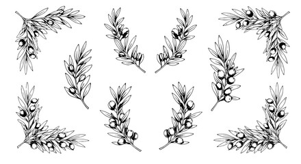 Fototapeta premium Elegant Olive Branches Arrangements for Mediterranean Decor & Branding: Vintage Botanical Illustrations for Invitations, Stationery, Healthcare, Skincare, & Wedding Designs with Classic Foliage and Fr