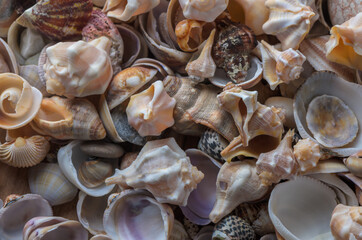 Colorful Mediterranean seashells and pebbles