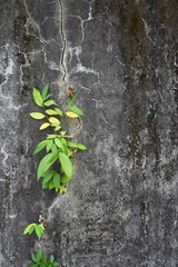 Plant with green and yellow leaves sprouting from crack in gray weathered concrete wall with fine cracks and stained texture, stems and foliage concentrated at upper section, Taiwan.