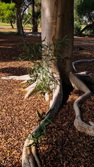 A close-up view of large tree roots on the ground. Surrounded by small brown wood chips and green grass.