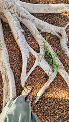 A close-up view of large tree roots on the ground. A foot in sandals is visible next to the roots, surrounded by small brown wood chips and green grass.