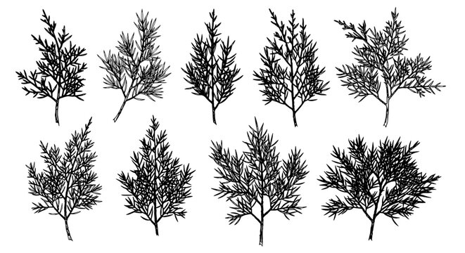 Botanical Juniper Sprigs Isolated: Detailed Line Art of Evergreen Branches for Nature-Inspired Designs, Perfect for Invitations, Branding & Eco-Friendly Projects; Use in Healthcare, Lifestyle & Wellne