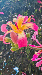 Close-up of pink silk floss tree flowers, Ceiba speciosa, showcasing vibrant pink and yellow petals against green leaves.	
