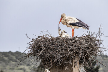 White Storks, Ciconia ciconia at Odiaxere in the Algarve region, District Faro, Portugal.