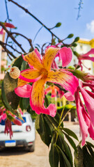 Close-up of pink silk floss tree flowers, Ceiba speciosa, showcasing vibrant pink and yellow petals against green leaves.	
