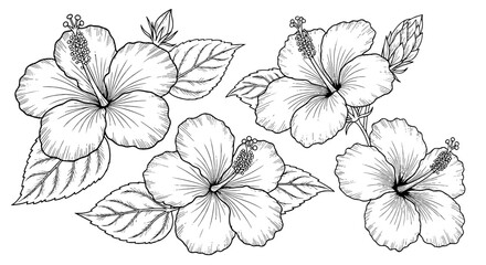 Obraz premium Detailed Hibiscus Flowers Line Art Illustrations for Tropical Designs & Creative Projects: Floral Arrangements in Black and White for Botanical Print, Textile, Packaging, and Summer Wedding Invitation