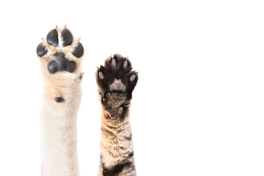 Paws of a Labrador dog and a Scottish Straight cat isolated on white background
