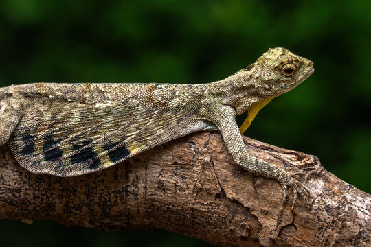 Draco volans, also known as the common flying dragon, is a species of lizard in the family Agamidae. The species is endemic to Southeast Asia.