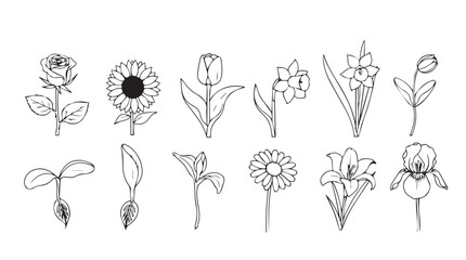 Collection of botanical sketches delicate hand drawn flowers and seedlings for artistic projects silhouette