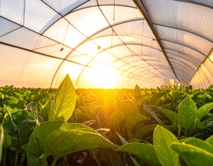 Inside a greenhouse, sun illuminates vibrant green plants