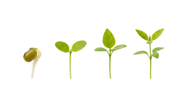 Plant growth stages. Fresh life emerges in spring