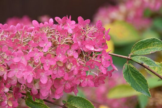 A lovely pink hydrangea in a garden.