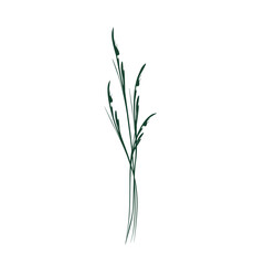 Obraz premium green plant isolated on white background