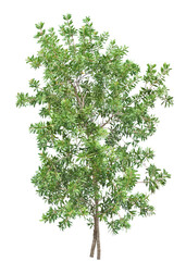 パールアカシア10月撮影　樹高330cm