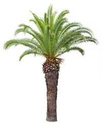 フェニックス　10月撮影　樹高7m