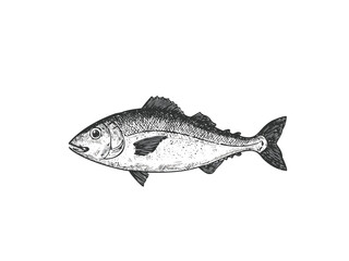 Fish vector illustration, hand drawn aquatic animal design, vintage sketch style for logo, poster or seafood concept