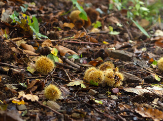 Close-up of chestnut burrs and seeds (Castanea sativa) fallen on the forest floor. Autumnal, damp, and natural atmosphere. Ideal for articles on nature, seasons, or forest products.
