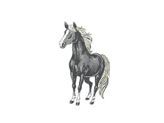Fototapeta premium Horse vector illustration, hand drawn farm animal portrait, vintage sketch design for logo, poster or equestrian theme
