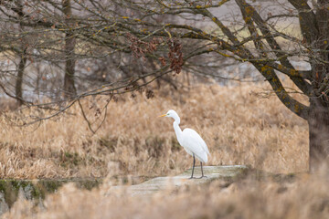 Great egret standing on concrete barrier by water
