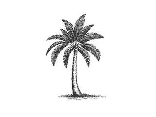 Palm Tree Vector Illustration – Hand Drawn Tropical Tree Sketch