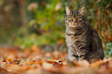Cute tabby cat sits on brown and colorful leaves and looks attentively and curiously into the camera. Autumn atmosphere in the garden