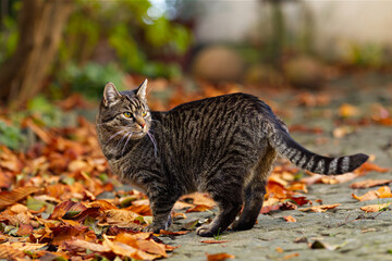 Pretty tabby cat stands on brown and colorful leaves and looks attentive and curious. Autumn atmosphere in the backyard