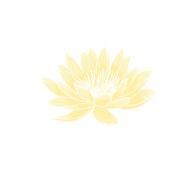 Lotus flower hand drawn golden lines