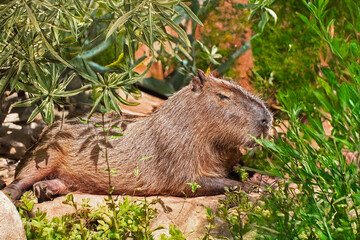 Capybara en gros plan	 allongé parmi la verdure