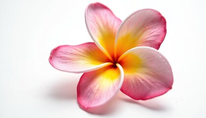 Fototapeta premium Single tropical frangipani flower blooms. Vibrant pink yellow plumeria blossom shows detailed petals, orange center. Exotic plant beauty isolated on clean white background. Fresh delicate bloom