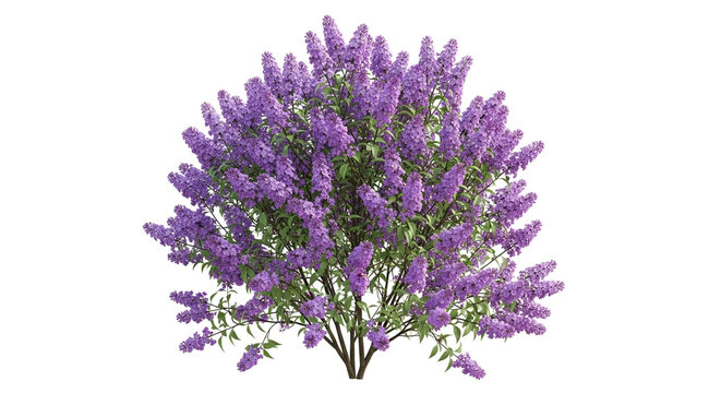 Stunning lilac bush bursting with purple blossoms bringing vibrant color to spring gardens or landscaping projects for creating a delightful atmosphere